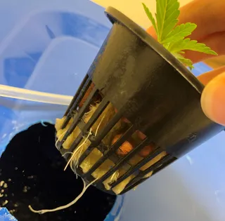 Hydroponics Introduction