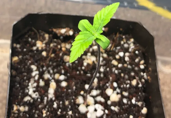 How To Grow Marijuana in the Seedling Stage - 5 Tips to Get Growing