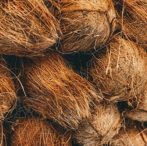Coconut husk fiber