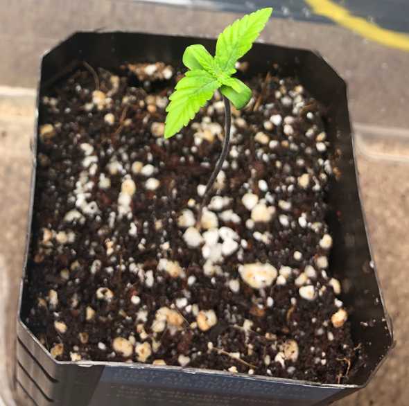 Marijuana Seedling